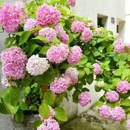 Apartment Cecilija 신 외부 사진